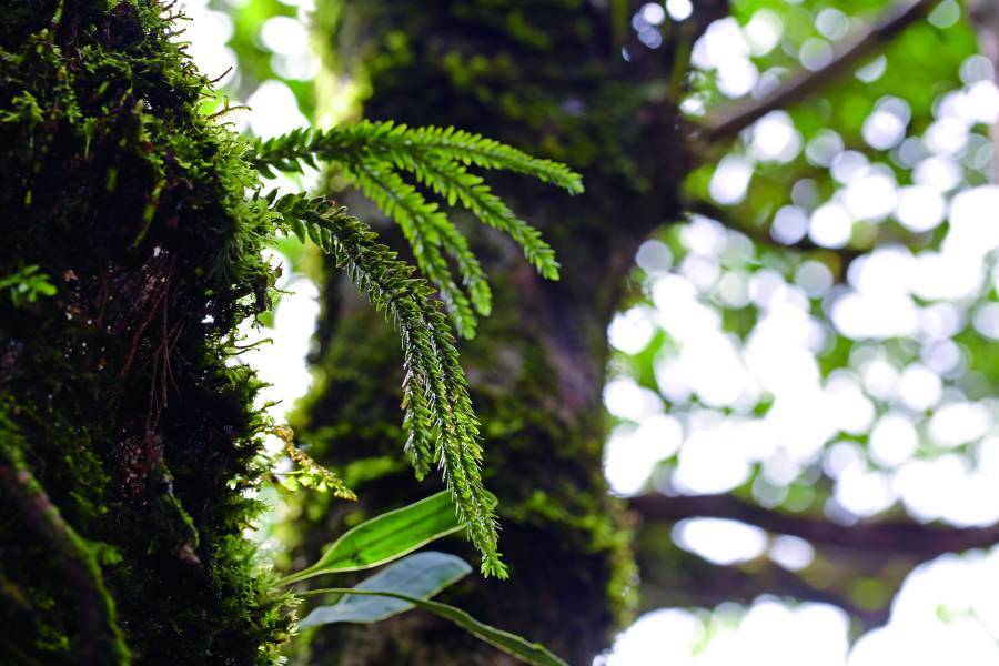 Ford’s Tassel Fern (Phlegmariurus fordii), with its graceful
cascading form, is positioned along the left golden ratio
line, while sunlight entering at a specific angle enhances
its three-dimensional presence.
